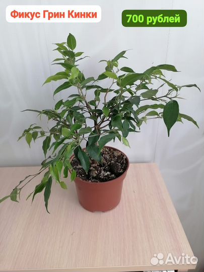 Комнатные цветы