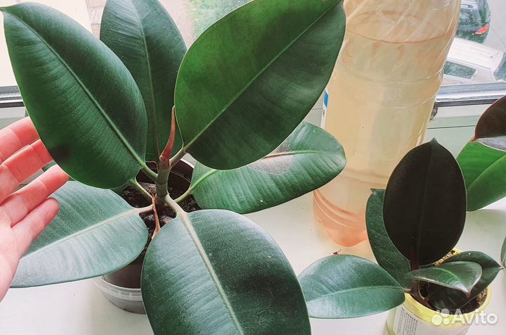 Фикус ухоженный, укоренённый