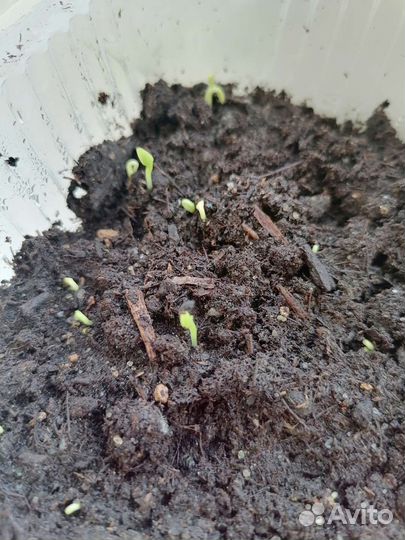 Питахайя семена