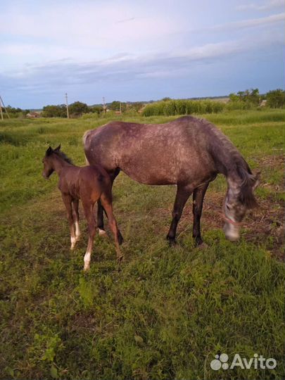 Лошадь5 лет с жеребенком