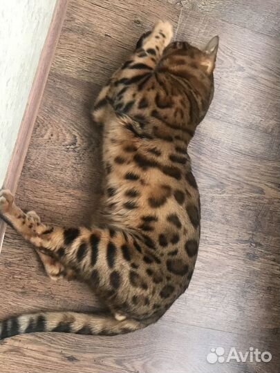 Бенгальский кот вязка