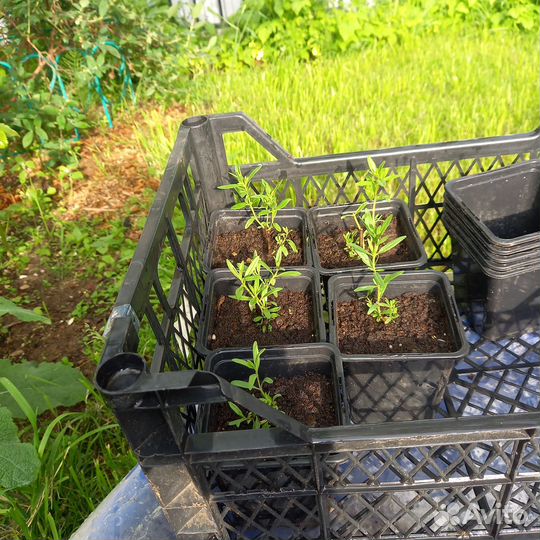 Иссоп лекарственный синий