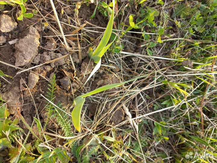 Ирис корень