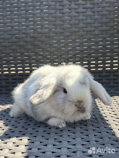 Карликовые вислоухие крольчата минилоп