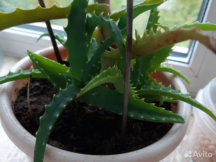 Алоэ лечебный отростки