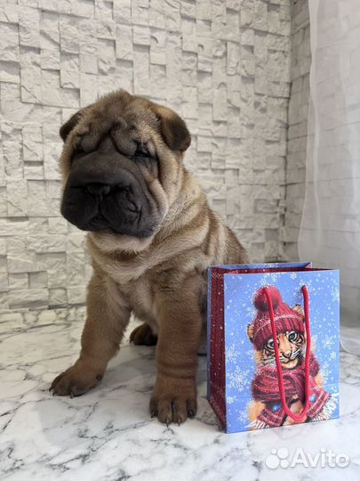 Собаки щенки шарпей