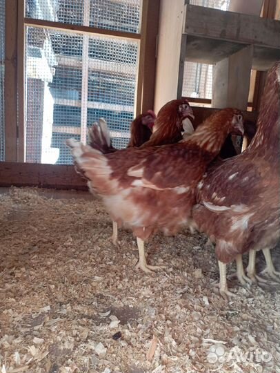 Куры несушки Ломан Браун