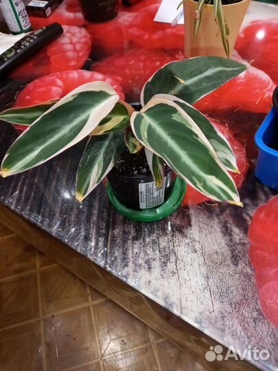 Комнатные цветы