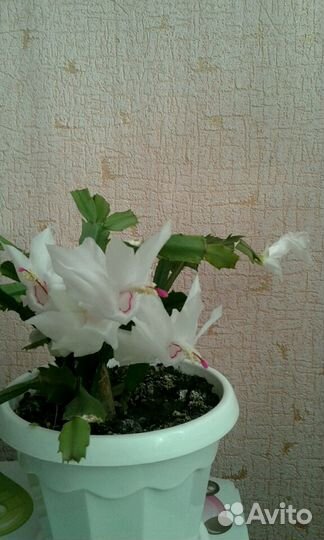 Декабрист цветёт