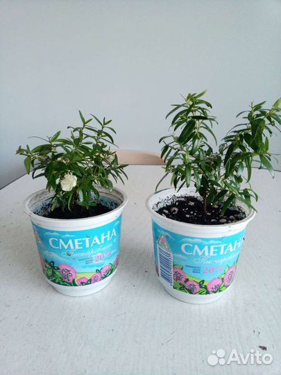 Мирт мелколистный