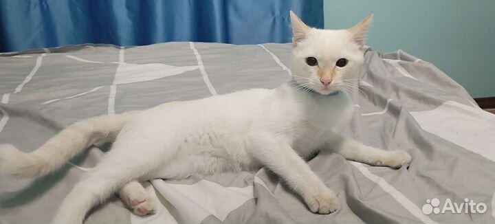 Кошки бесплатно