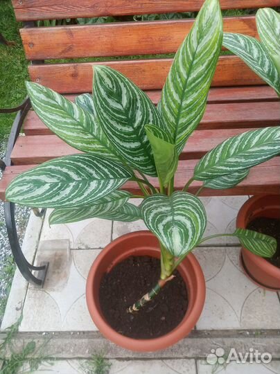 Аглоонема с горошком, комнатные цветы