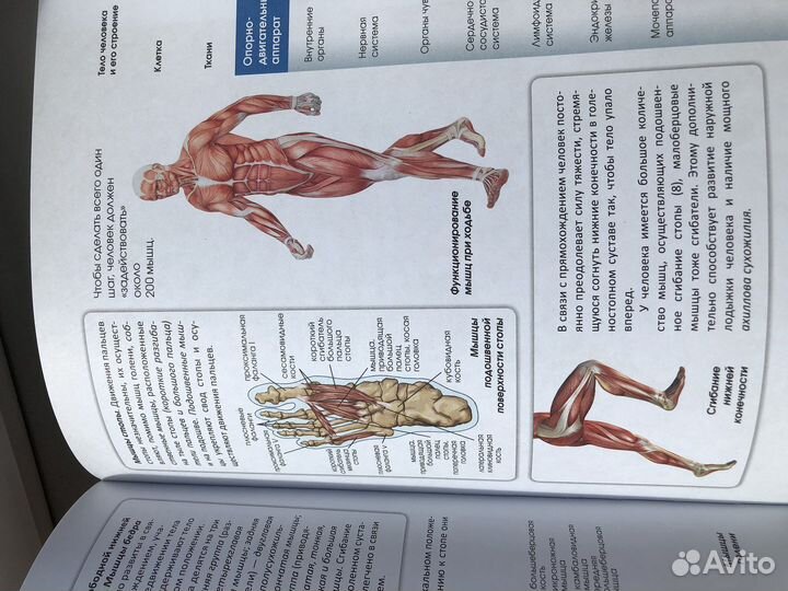 Атлас анатомии человека палычева лазарев