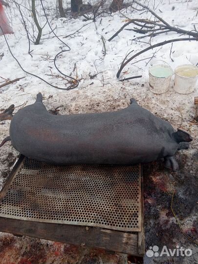 Мясо свинина домашнее