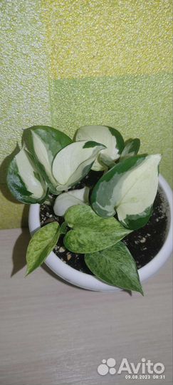 Аихризон, сингониум, сциндапсус марбл эпл панданус