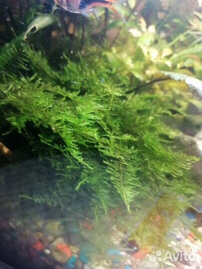 Яванский мох