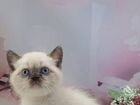 Голубоглазые,белоснежные котята объявление продам