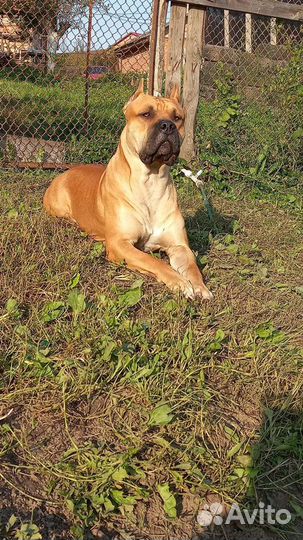 Стаффордширский терьер. Вязка