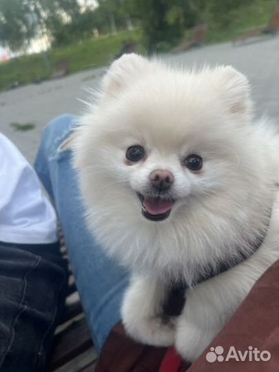 Вязка собак шпиц померанский