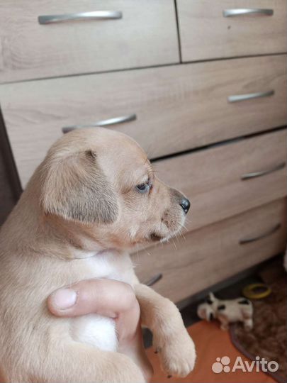 Той-терьер щенки