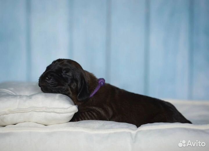 Баварская горная гончая/ щенки