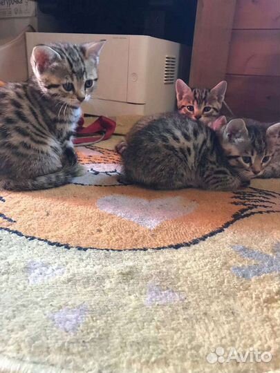 Бенгальские котята