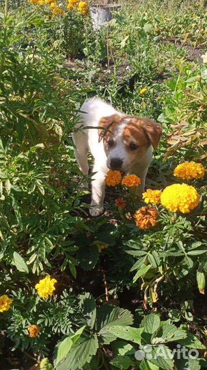 Собаки бесплатно в добрые руки щенки