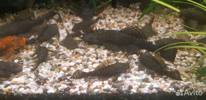 Сомики анциструсы