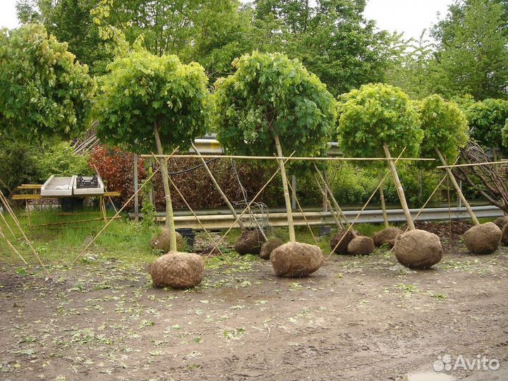 Клен остролистный