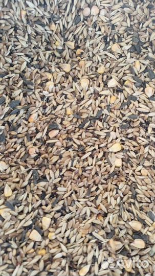 Зерно пшеница ячмень кукуруза