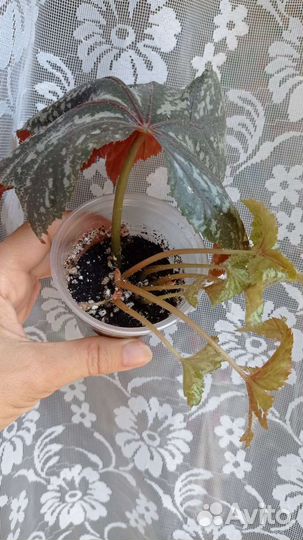 Бегония Гриффон