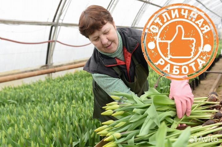 Вахта в Москве упаковщик тюльпанов в теплице
