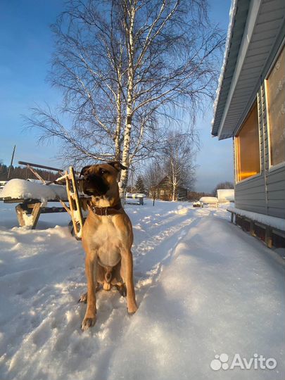 Питбультерьер вязка