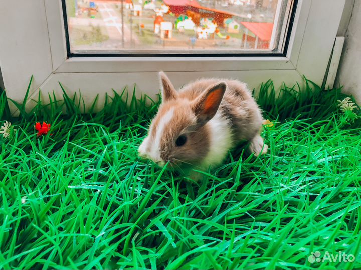 Карликовые крольчата - Большой выбор крольчат