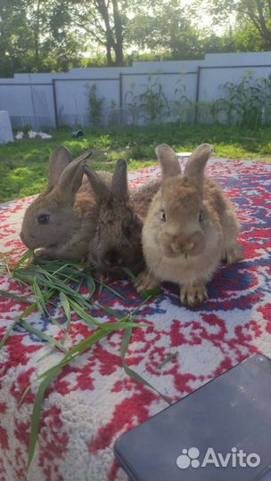 Кролики