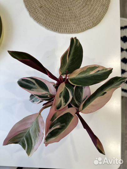 Строманта триколор