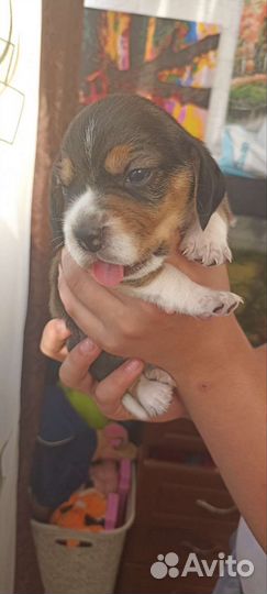 Щенки бигль