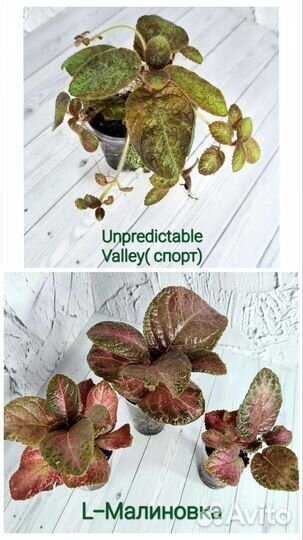 Эписции сортовые