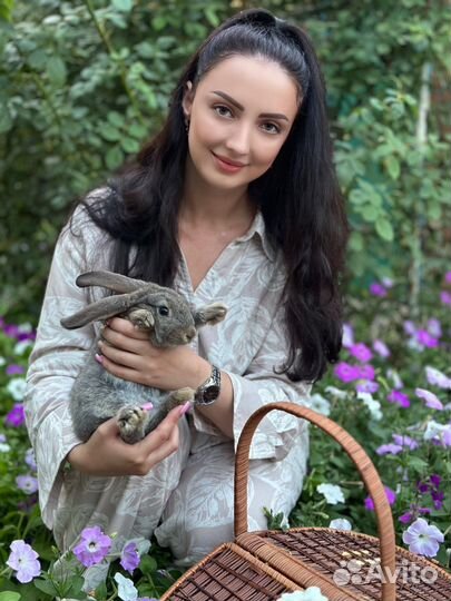 Передержка животных