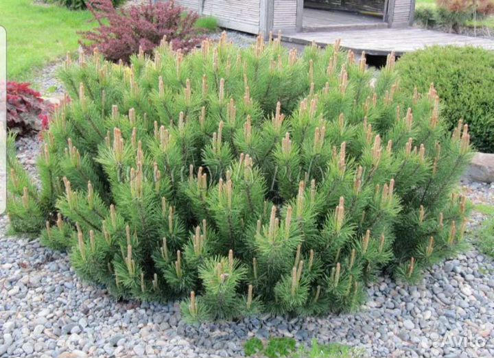 Сосна горная пумилио