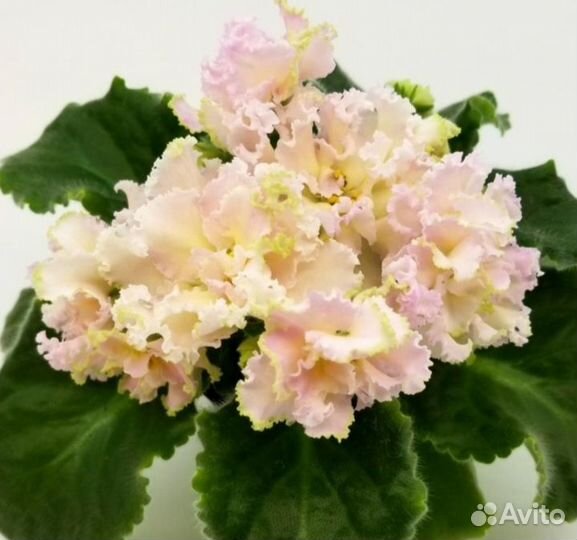 Сортовые фиалки