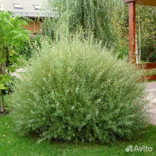 Ива шаровидная