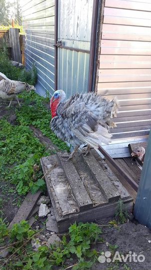 Индюки домашние