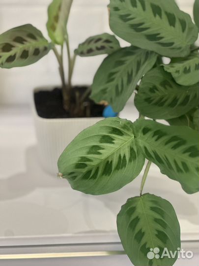 Маранта триколор