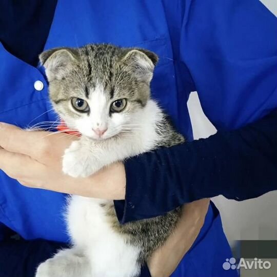 Ветеринарный врач