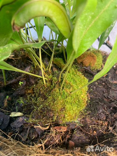 Папоротник