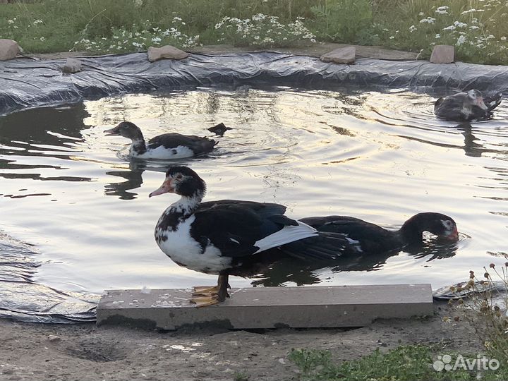 Мускусные утки