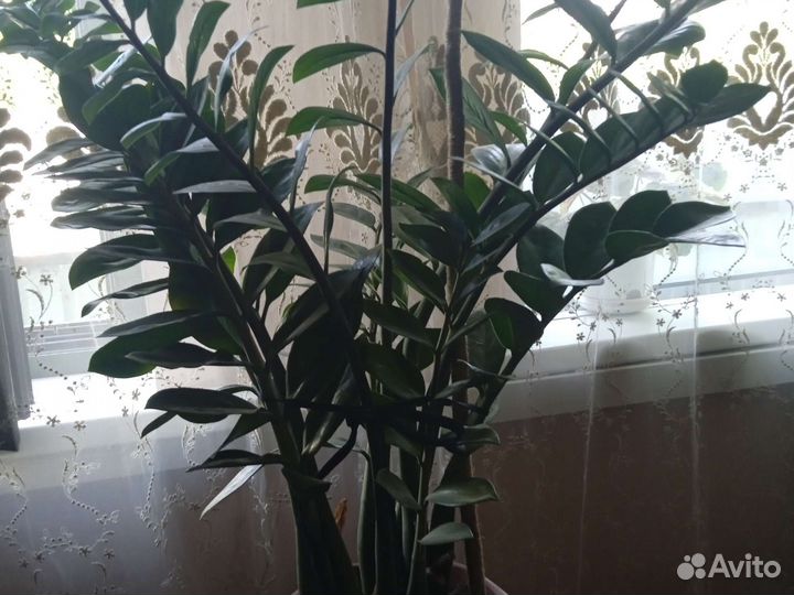 Замиокулькас