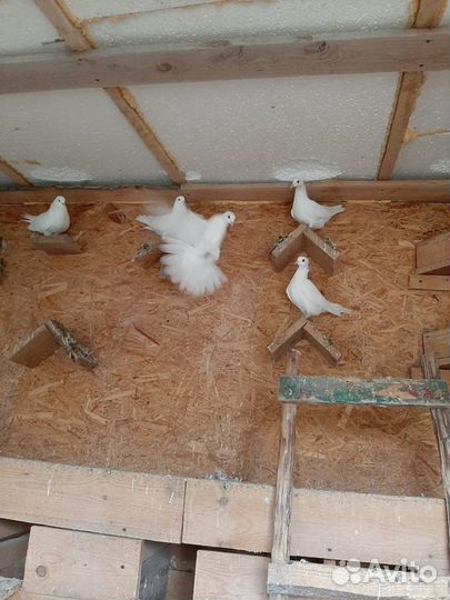 Белые голуби