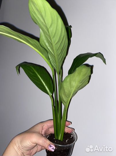 Женское счастье